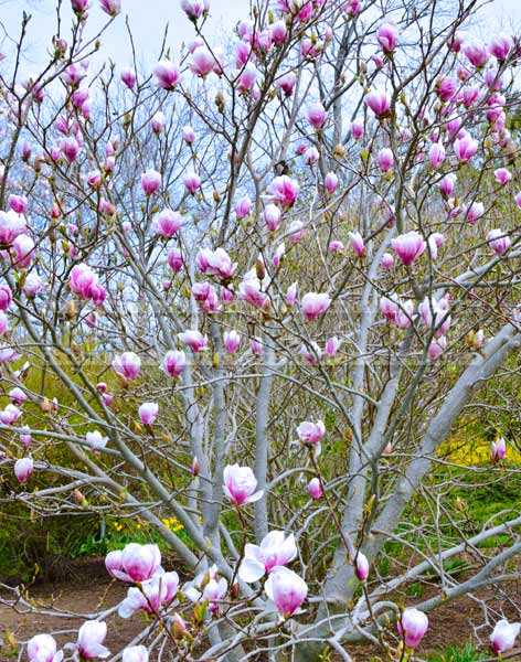 botanical gardens - saucer magnolia spring nature pictures