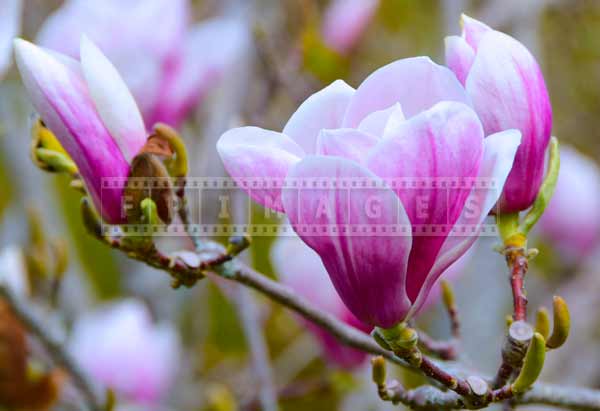 saucer magnolia has large white and purple flowers, nature pictures