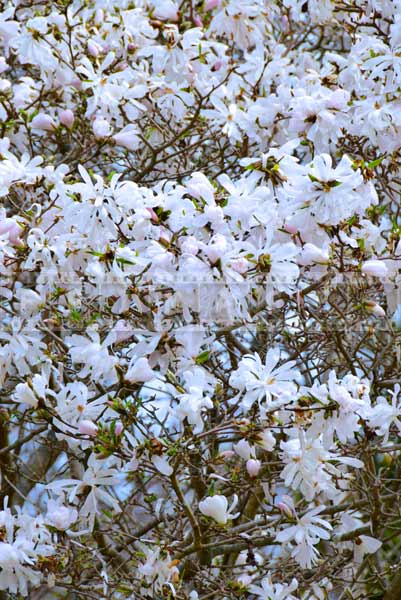 spring flower pictures, white magnolia blossom, known as Royal star magnolia (magnolia stellata)