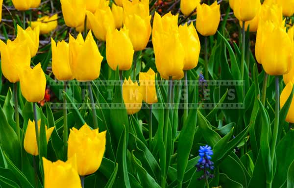 spring blooming of yellow tulips