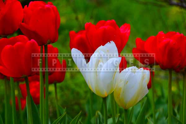 Red and white tulips pictures of flowers are bright and colorful