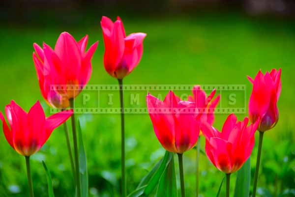 Botanical gardens pink tulips, spring flowers at Annapolis Royal