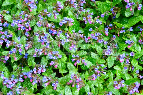 Busy desktop background - flowering lungwort