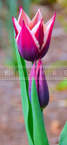 botanical gardens spring flower pictures of purple and white tulip