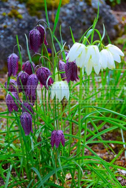 bell purple and bell white flowers in the spring