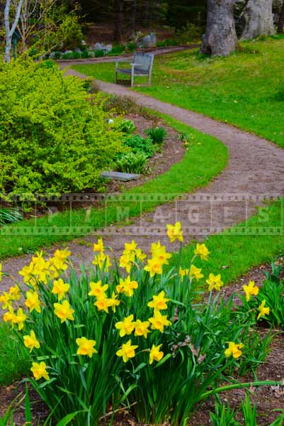 Landscape pictures of botanical gardens with yellow daffodils