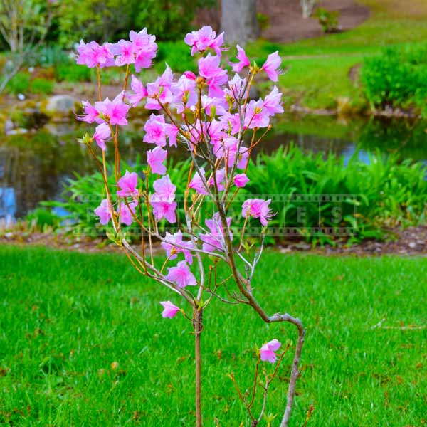 azalea spring flowers pink blossom