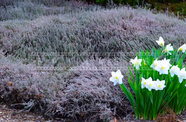 Heather bush and white daffodils at botanical gardens spring flower pictures