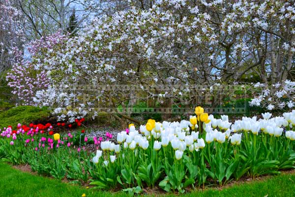 Tulip flower bed around white blossom of magnolia tree