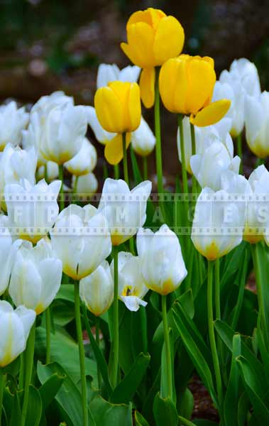 Nature pictures with white and yellow tulips