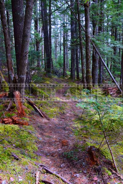 Tall pine trees at Dawson Brook hiking trail to waterfall