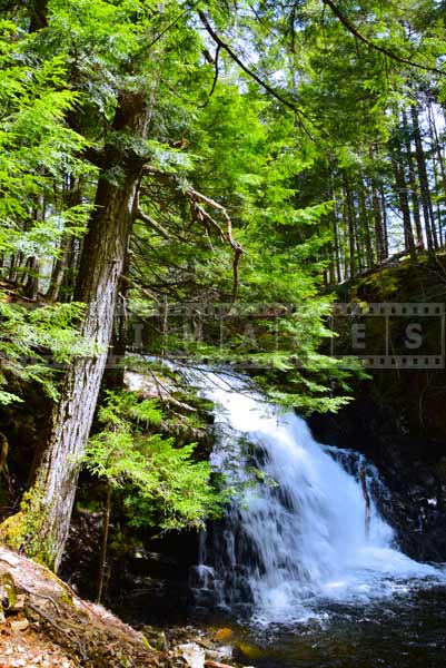 Nova Scotia Forest near Dawson Brook, forest landscape