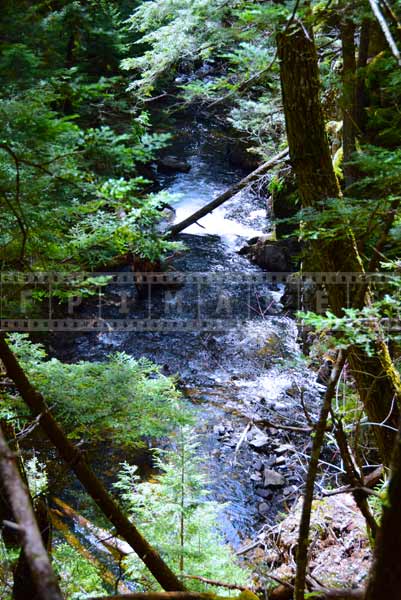 Forest brook flowing in the forest, water images