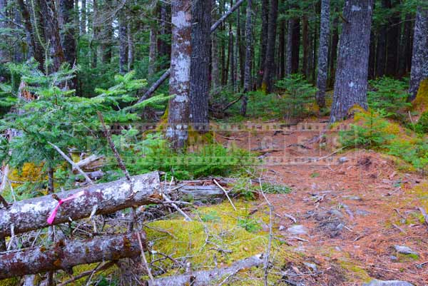 Red ribbons mark hiking trail, nature pictures