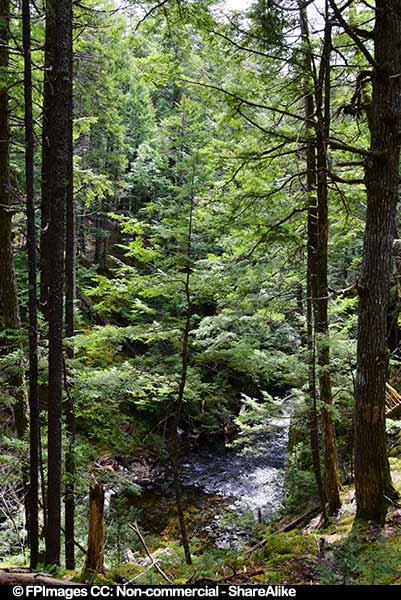 Tall pine trees near Dawson Brook Waterfall, forest picture