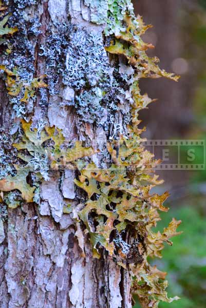 Lichen on a tree trunk, nature pctures