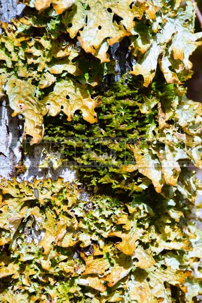 Common names lungwort, lung lichen, scientific name - Lobaria pulmonaria