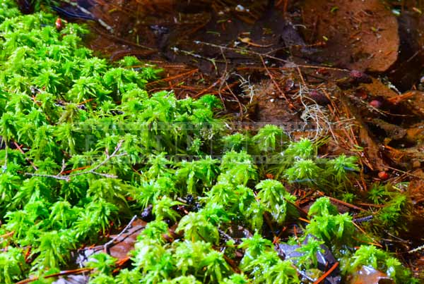 nova scotia forest sphagnum moss nature pictures