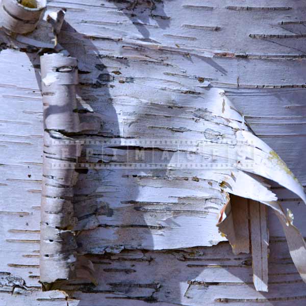 White birch trunk and bark, nature pictures