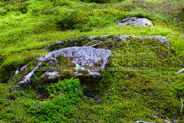 nova scotia hiking trail with rocks and moss