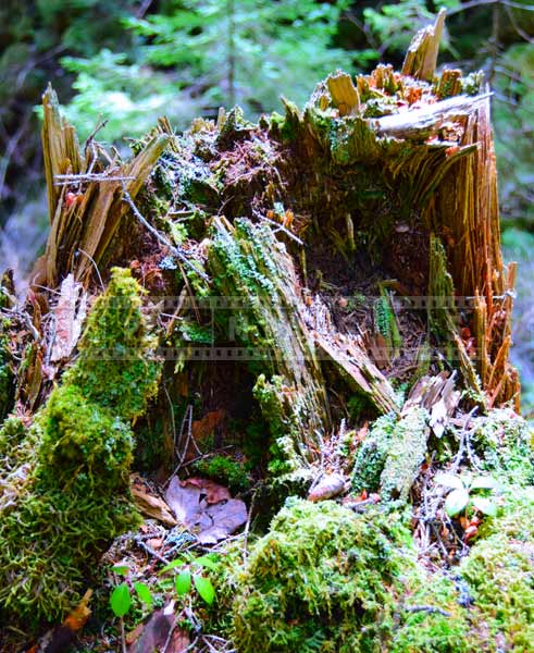 Old stumps make excellent nature pictures