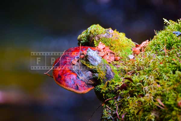 Forest mushroom and moss covered stump