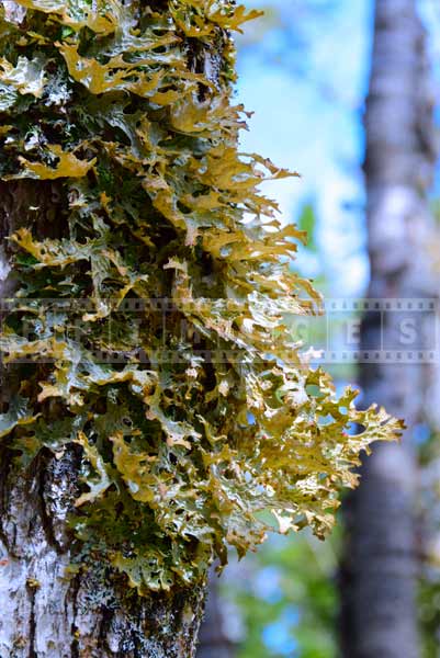 Nova Scotia forest lichen, detail nature pictures