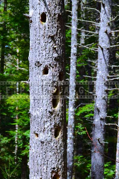 woodpecker nests - forest nature picture