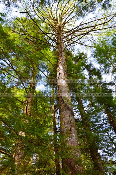 Beautiful forest of pine trees near the waterfall