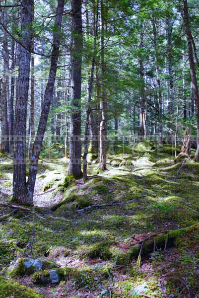 Outdoor adventures in Nova Scotia, hiking trail picture