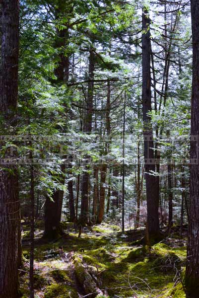 Nova Scotia outdoor adventures hiking trail in the forest