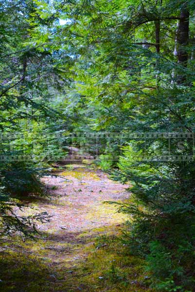 Road through the forest leading upstream of Millet Falls