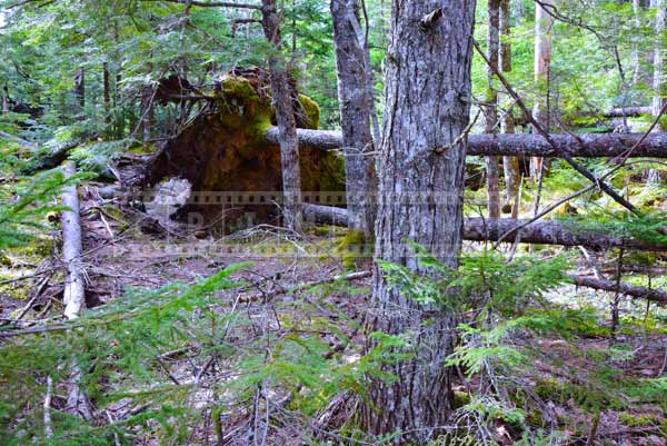 Fallen trees near hiking trail in forest, outdoor pictures