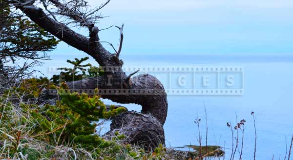 windswept tree on Bay of Fundy shore, scenic travel images