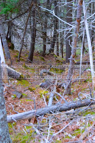 Hard part of hiking trail doing down to the waterfall and Bay of Fundy coast