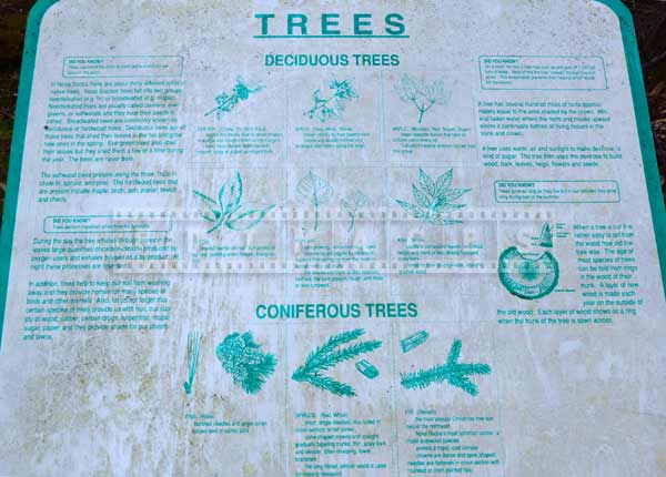 Trees information, Nova Scotia forest hiking trail picture