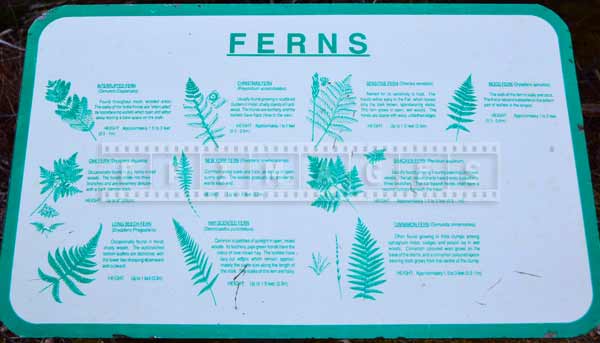 Ferns of Nova Scotia forest - hiking trail picture