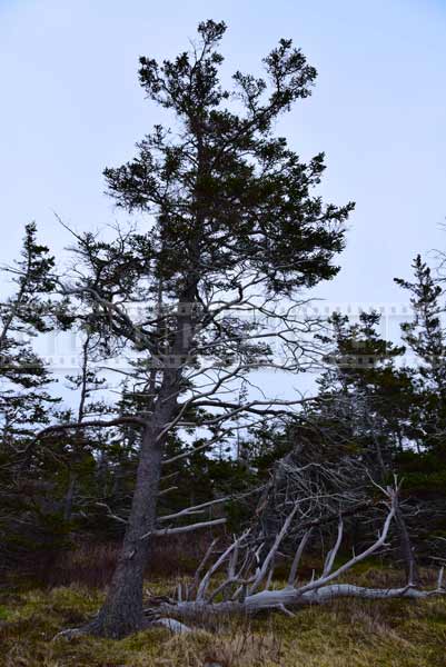 Fundy shore windswept pine trees, nature pictures