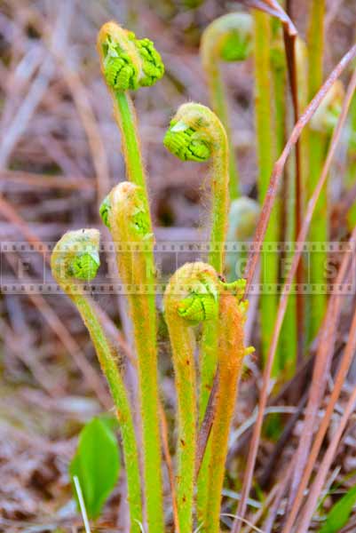 Spring nature pictures showing young fern leaves - fiddleheads