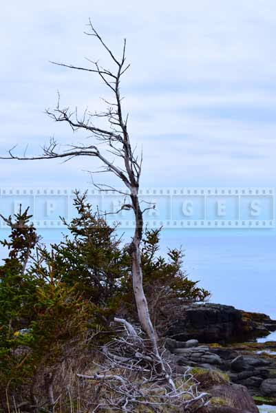 Scenic travel images of Bay of Fundy shore and windswept dead tree