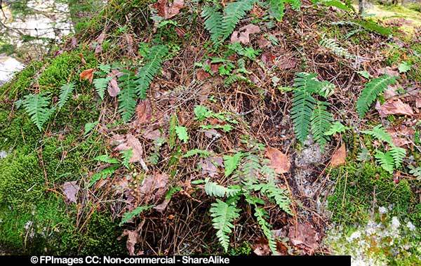 Rock in nova scotia forest with moss, ferns and other things