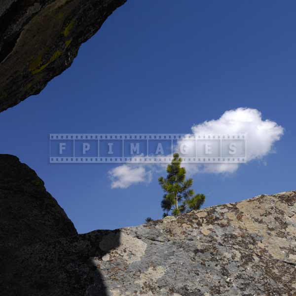 Small pine tree reaching the clouds forwing from granite rock