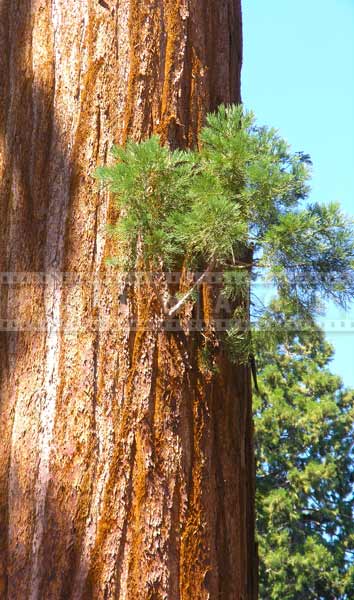 Old Redwood tree grows a new branch, new beginnings