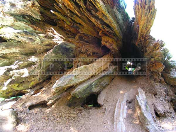 Fallen and decaying sequoia tree, hole in the middle