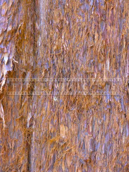 Redwood tree bark