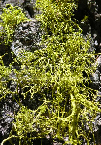 Green moss against rock texture