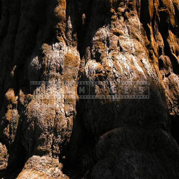 abstract art of light and shadows in sequoia forest