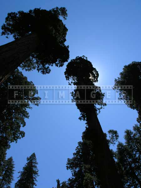 Sequoia tree against blue sky