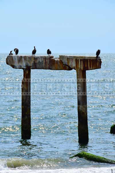 Damaged concrete posts are occupied by cormorant colony