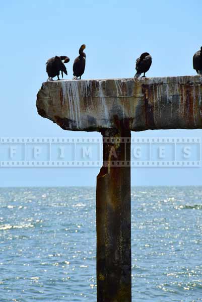 Pictures of birds - cormorants sitting on boardwalk wreck in Atlantic City